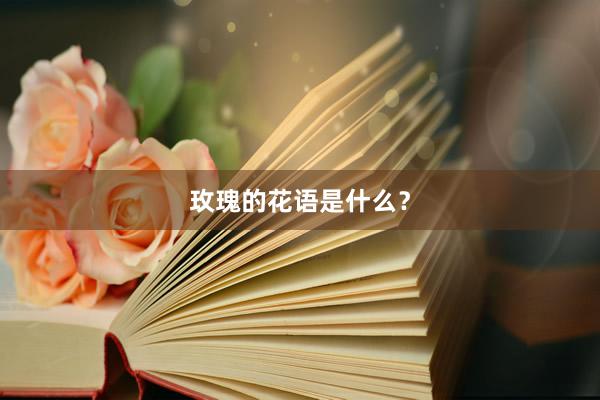 玫瑰的花语是什么？